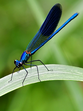 Photography Technics macro animals Insects Nature Plants