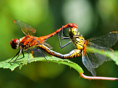 Photography Technics macro animals Insects Nature Plants