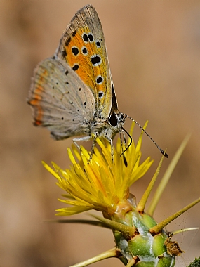 Photography Technics macro animals Butterflies Insects Nature Flowers Plants Israel North Israel
