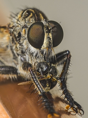 Photography Technics macro animals Insects