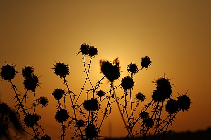 Nature Plants Sunsets
