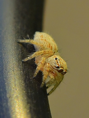 Photography Technics macro animals Spiders