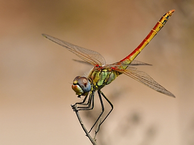 animals Insects Israel North Israel