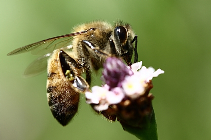 animals Bees Nature Flowers