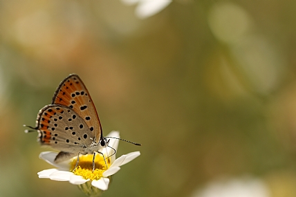 animals Butterflies Nature Flowers