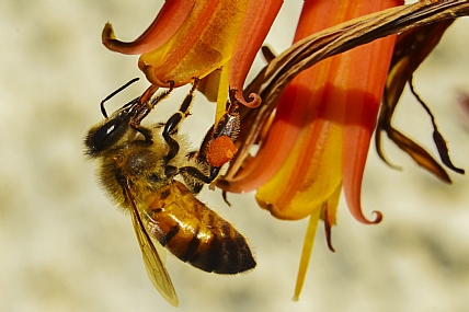 animals Bees Nature Flowers Israel North Israel