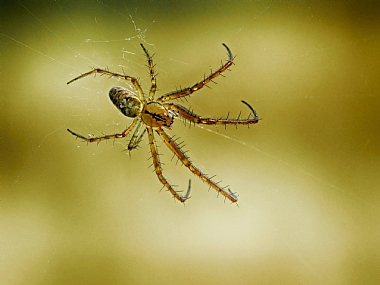 Photography Technics macro animals Spiders