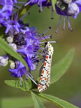 Photography Technics macro animals Butterflies Insects Nature Flowers Plants Israel North Israel