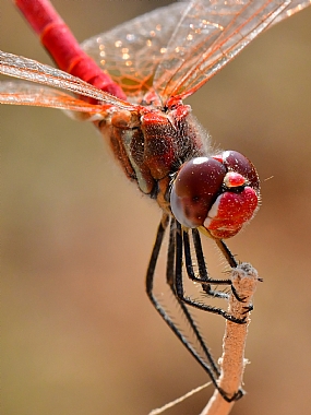 Photography Technics macro animals Insects Israel North Israel