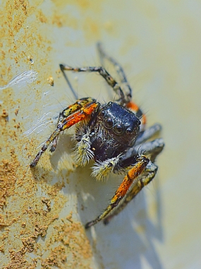 Photography Technics macro animals Spiders Israel North Israel