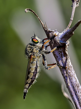 Photography Technics macro animals Insects Nature Plants Israel North Israel