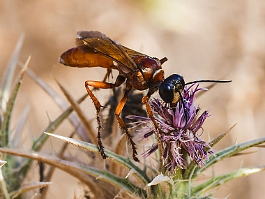 Photography Technics macro animals Insects Nature Flowers Plants Israel North Israel