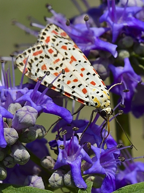 Photography Technics macro animals Butterflies Insects Nature Flowers Israel North Israel