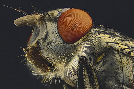 Photography Technics macro animals Insects post production Processing & effects