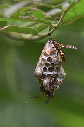 Photography Technics macro animals Insects World & Travel South America