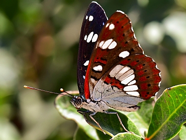 Photography Technics macro animals Butterflies Nature Plants Israel North Israel