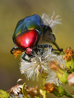 Photography Technics macro animals Insects Nature Plants Israel North Israel