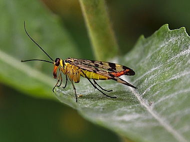 Photography Technics macro animals Insects Nature Plants