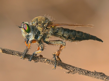 Photography Technics macro animals Insects Israel North Israel