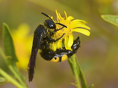 Photography Technics macro animals Insects Nature Flowers Israel North Israel