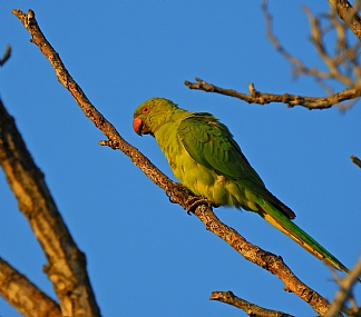 animals Birds Israel North Israel