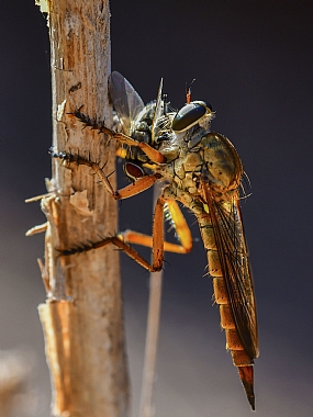 Photography Technics macro animals Insects Israel North Israel