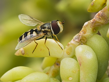 Photography Technics macro animals Insects Nature Plants Israel North Israel