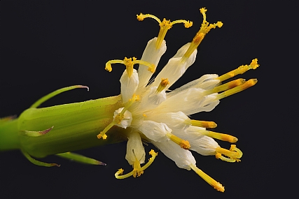 Photography Technics macro Nature Flowers Plants