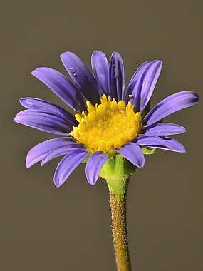 Photography Technics macro Nature Flowers Plants