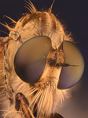 Photography Technics macro animals Insects