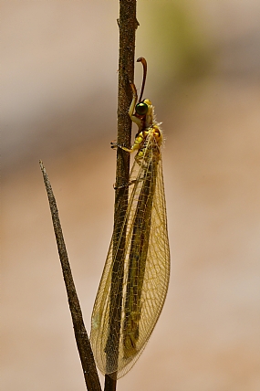 Photography Technics macro animals Insects Israel North Israel