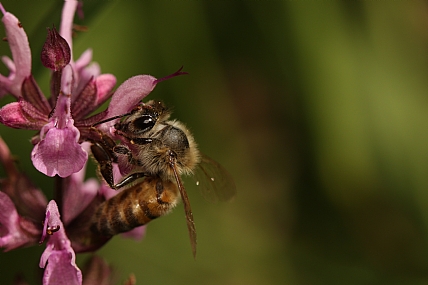 animals Bees Nature Flowers