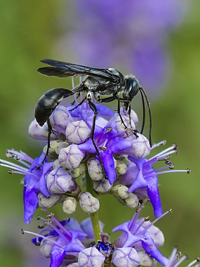 Photography Technics macro animals Insects Nature Flowers Plants Israel North Israel