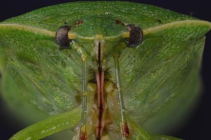 Photography Technics macro animals Insects Israel North Israel