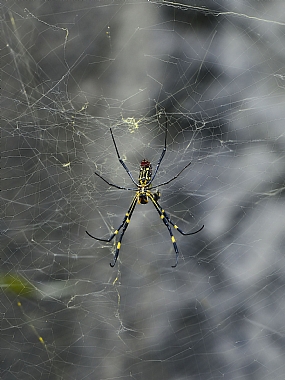 Photography Technics macro animals Spiders