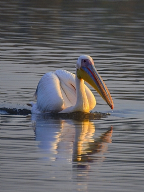 animals Birds Poultry Nature water Israel North Israel