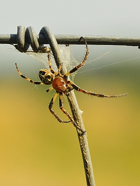 Photography Technics macro animals Spiders