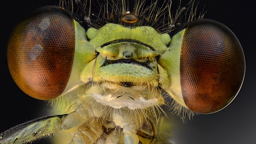 Photography Technics macro animals Insects