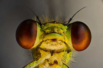 Photography Technics macro animals Insects post production Processing & effects