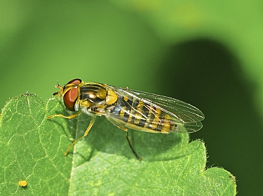 Photography Technics macro animals Insects Nature Plants Israel North Israel