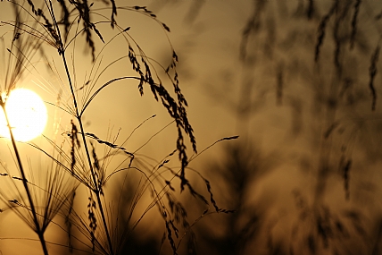 Nature Plants Sunsets
