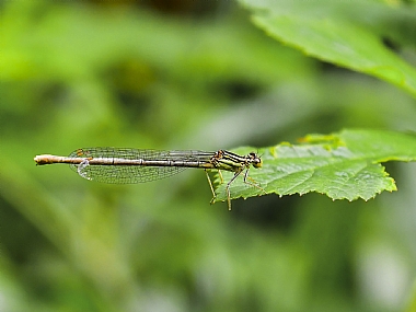 Photography Technics macro animals Insects Nature Plants