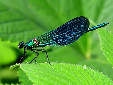 Photography Technics macro animals Insects Nature Plants