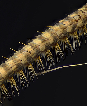 Photography Technics macro animals Insects post production Processing & effects