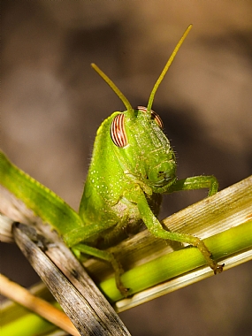 Photography Technics macro animals Insects Nature Plants Israel North Israel