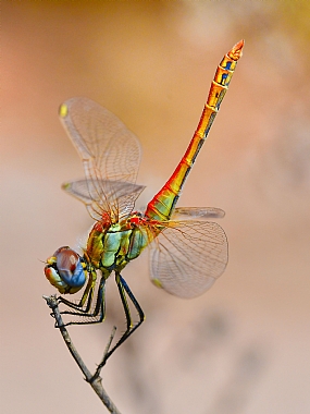 Photography Technics macro animals Insects Israel North Israel