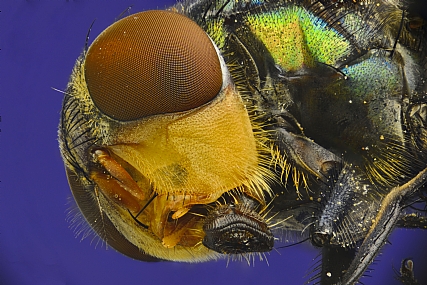 Photography Technics macro animals Insects post production Processing & effects