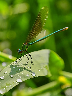 Photography Technics macro animals Insects Nature Plants