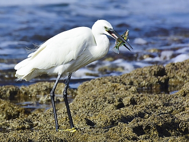 animals Birds Fish Nature Shores Israel North Israel