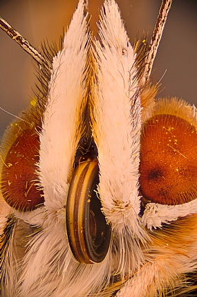 Photography Technics macro animals Butterflies Israel North Israel post production Processing & effects